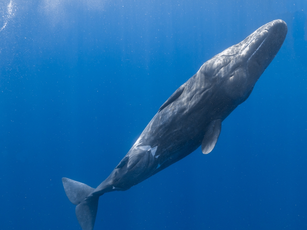 Sperm Whale drifting in the deep Ocean near Dominica