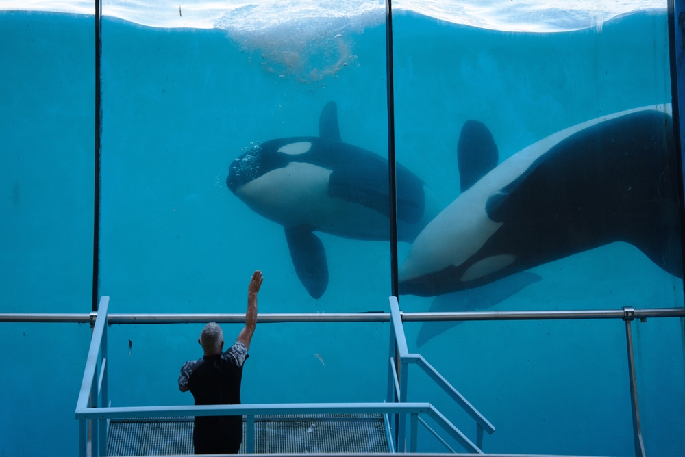 Killer Whale in Captivity at Marineland, Antibes, France