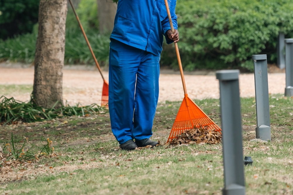 janitor in blue work clothes, uniform collects withered leaves with rake. Garden cleaning