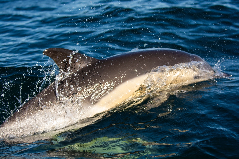 Common dolphin ,Delphinus delphis, San Antonio Harbour, Rio Negro Province, Patagonia, Argentina.