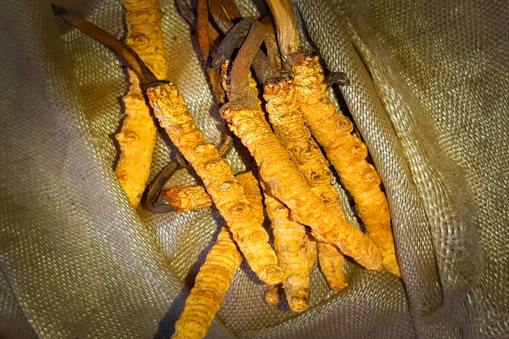 This close-up image showcases Yarsagumba (Cordyceps sinensis), one of the most valuable medicinal fungi found in the high-altitude regions of the Himalayas.