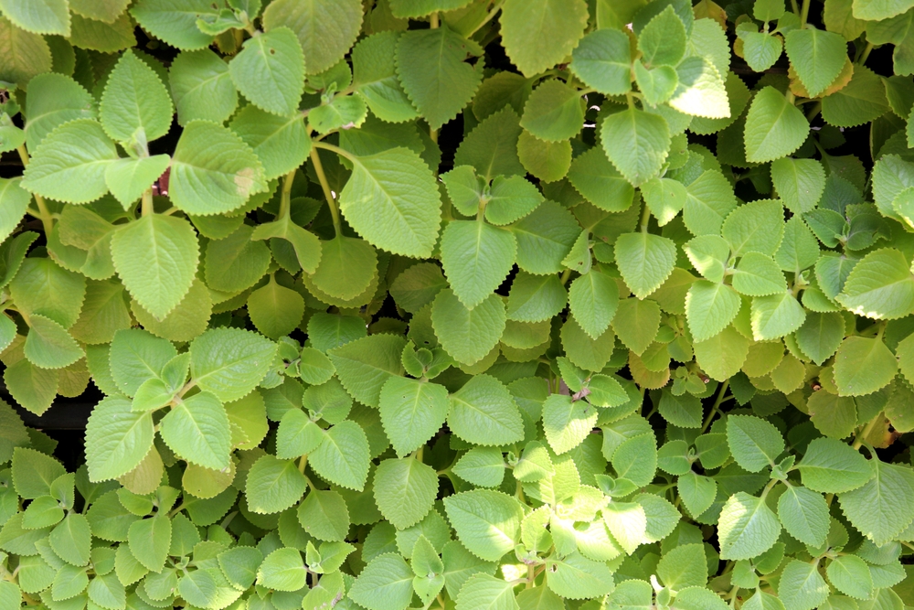 Light green leaves Coleus amboinicus. Another name Mexican mint, Cuban oregano, Indian borage, Mexican thyme or Spanish thyme.
