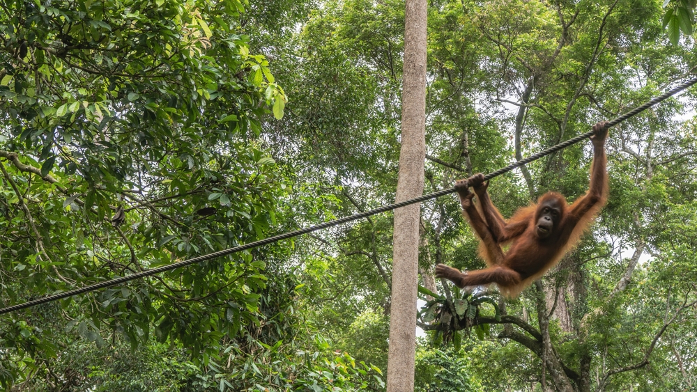 A young orangutan is hanging on a rope in a bizarre pose, holding onto a  tightrope with his hands and feet. The background is the green branches of tropical rain forest trees. Malaysia. Borneo.