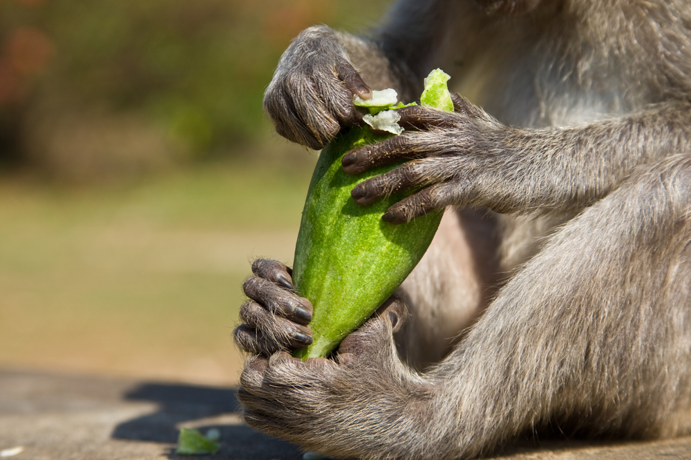 A monkey eating a cucumber with all four hands.