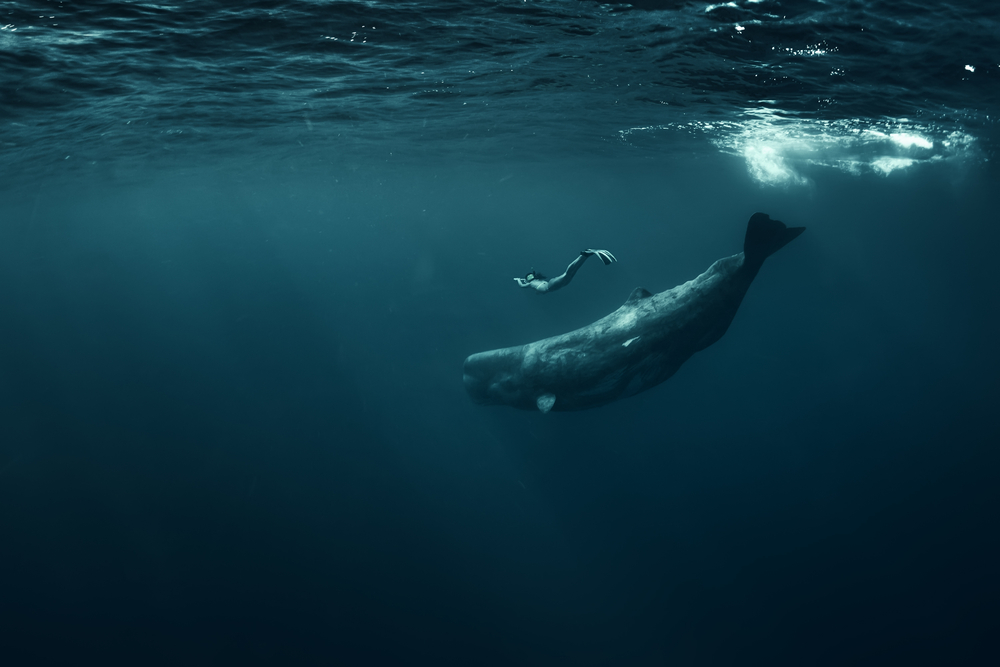 Sperm whale in Atlantic ocean