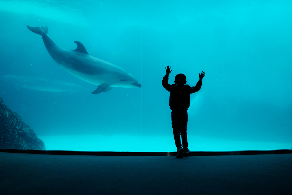 Boy look at dolphin in large tank