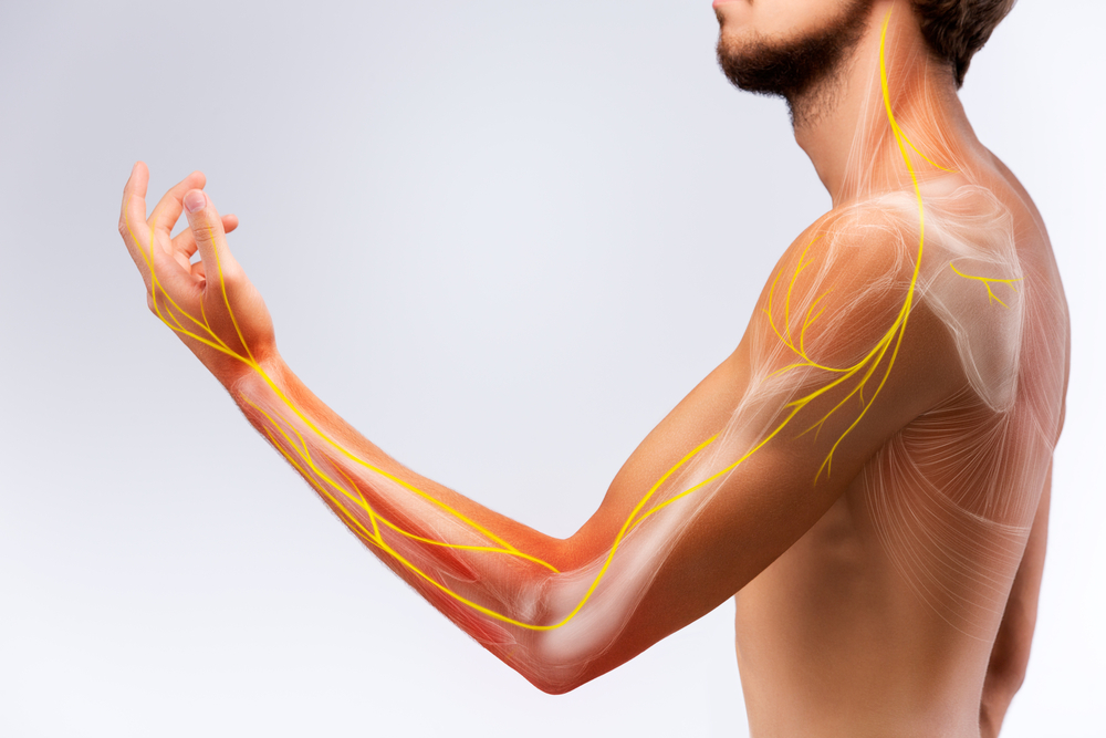 Illustration of the human arm anatomy representing nerves, bones and ligaments.