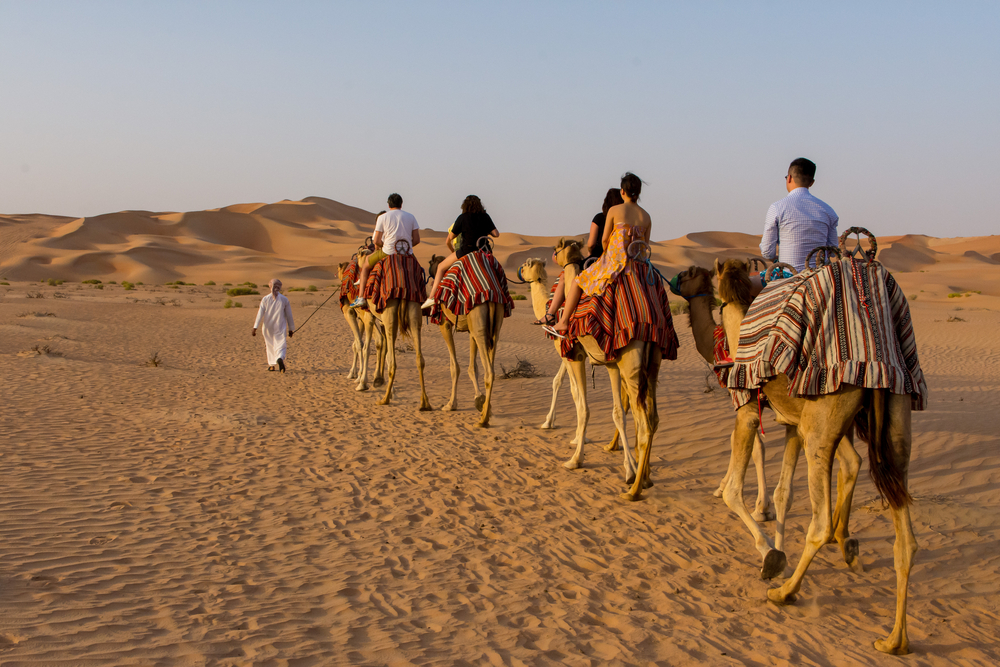 Camel trekking in the Liwa desert in Abu Dhabi, near Qasr Al Sarab