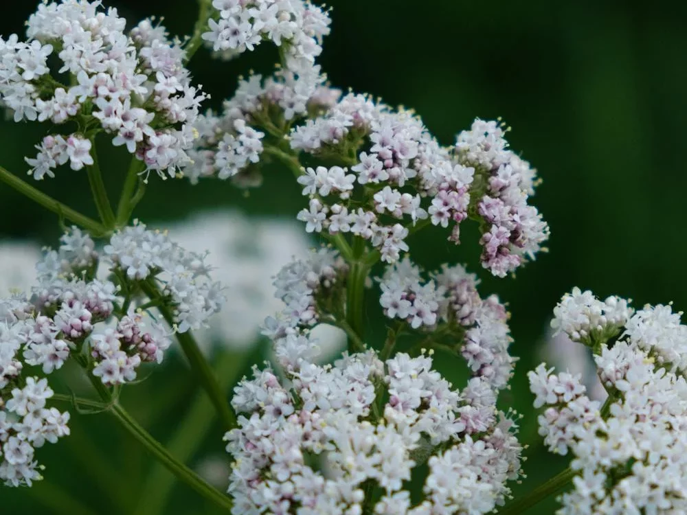 Valerian root