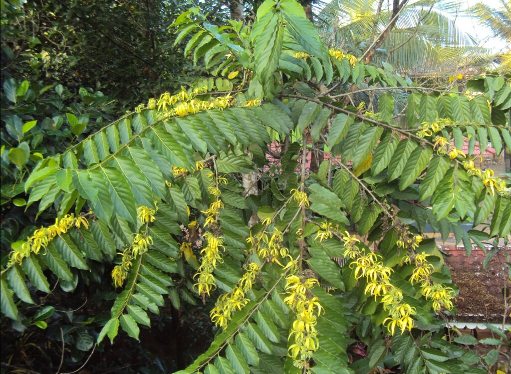 Ylang ylang plant with flowers