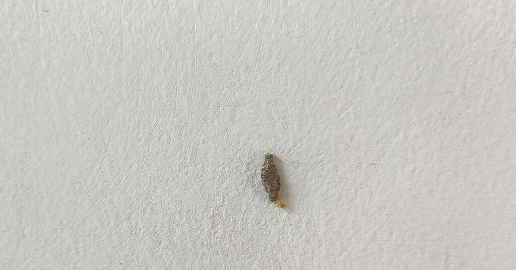 Ever Seen This Creepy Wall-Clinging Moth? Meet the Kamitetep - Featured image