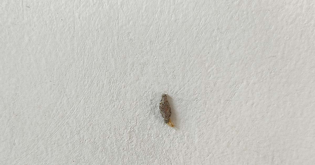 Kamitetep moth