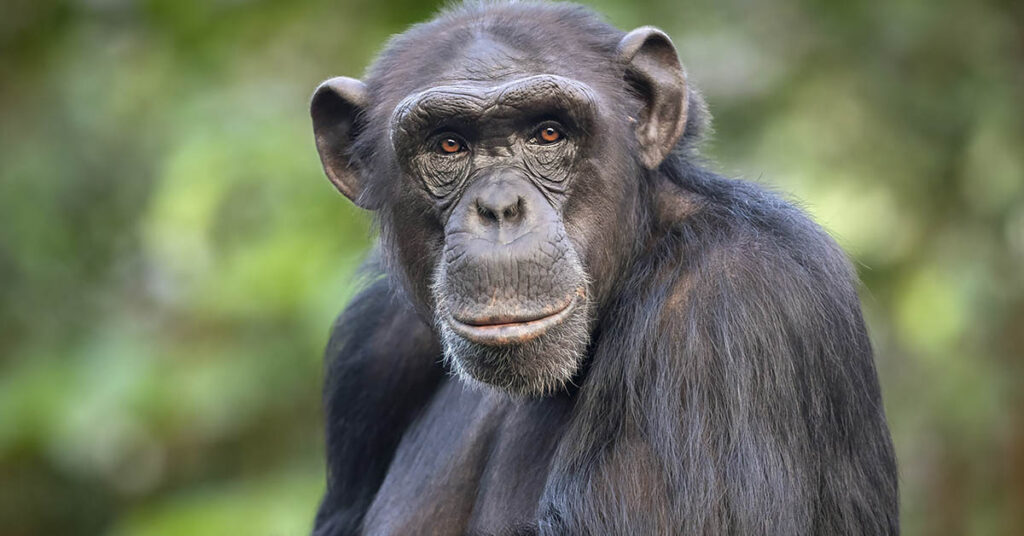 Man Leaps Into Zoo Enclosure to Save Drowning Chimp - Featured image