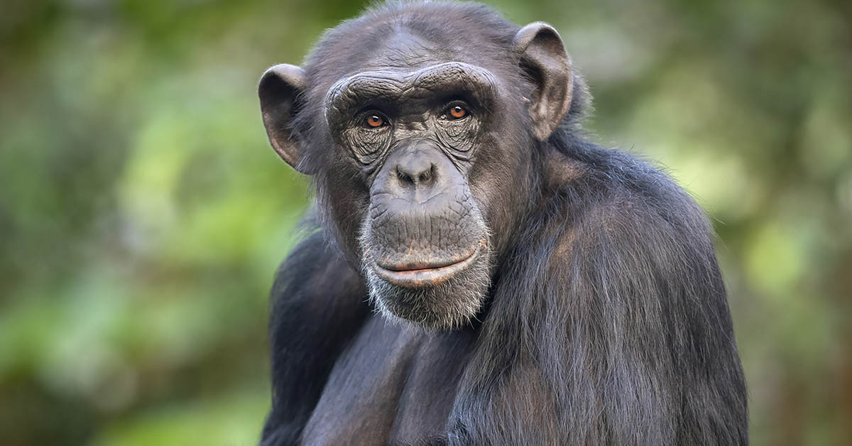 Chimpanzee