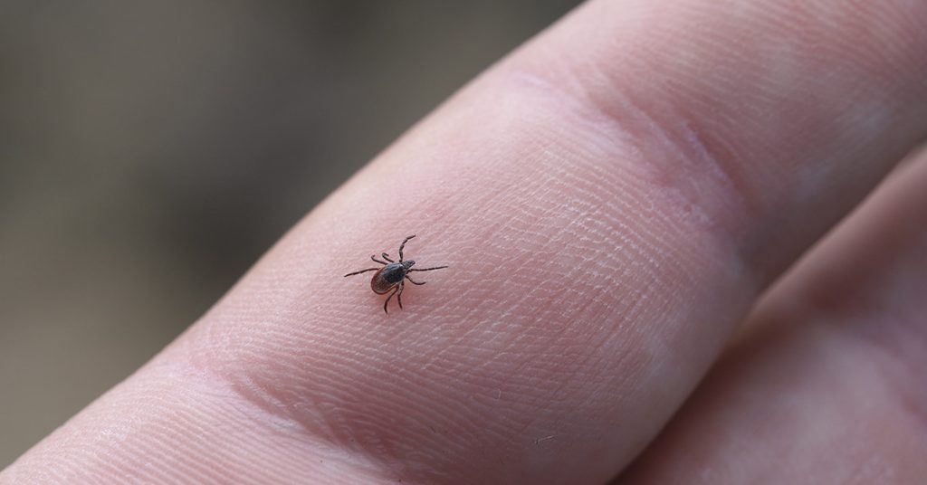Girl, 4, Suffers from Paralysis from Tick Bite on Camping Trip - Featured image