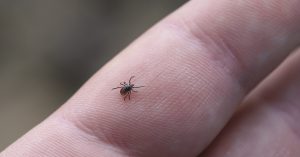 Tick on finger