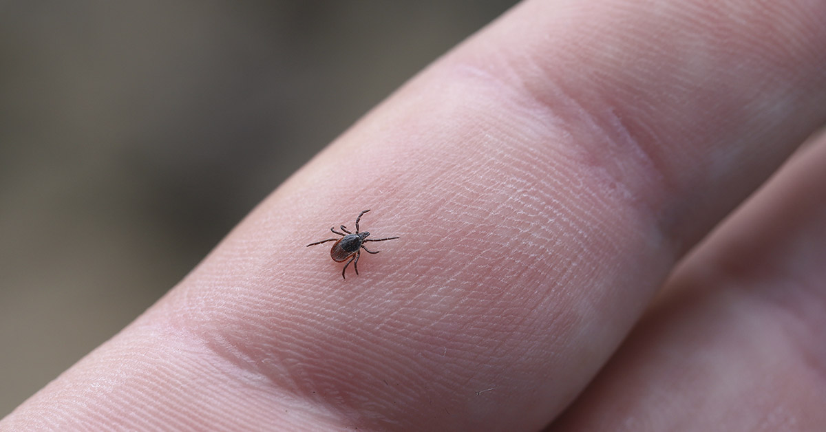 Tick on finger