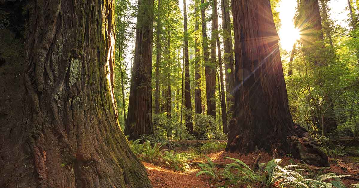 Sunrise in the the Redwoods at Redwoods National and State Parks California