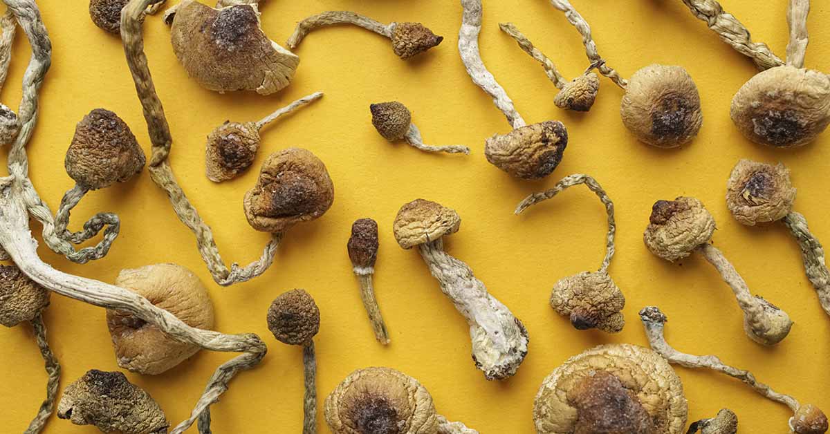 magic mushrooms - Psilocybin mushroom