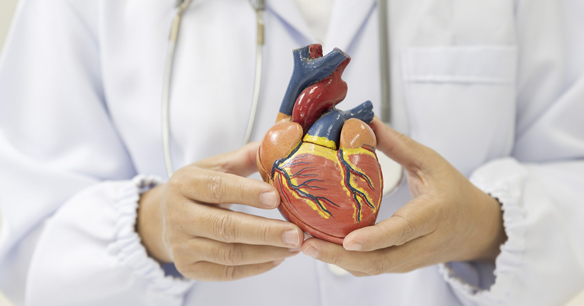 doctor holding a model of a heart
