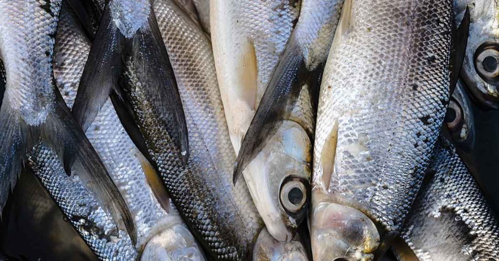 Not Just Salmon: These 6 Fish Are Omega-3 Powerhouses - Featured image