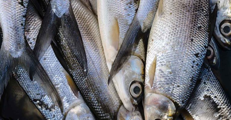 Not Just Salmon: These 6 Fish Are Omega-3 Powerhouses - Featured image