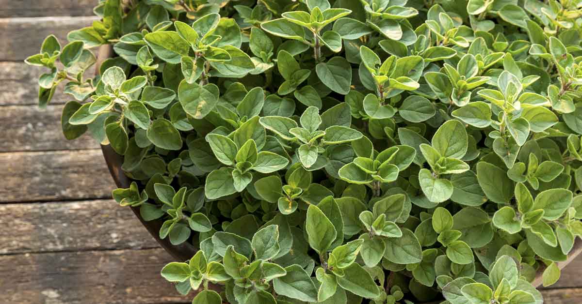 oregano