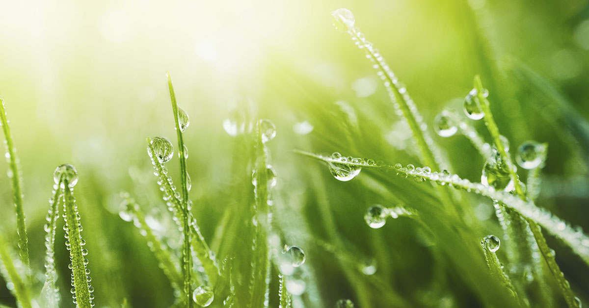 Close up of blades of grass with condensation on them