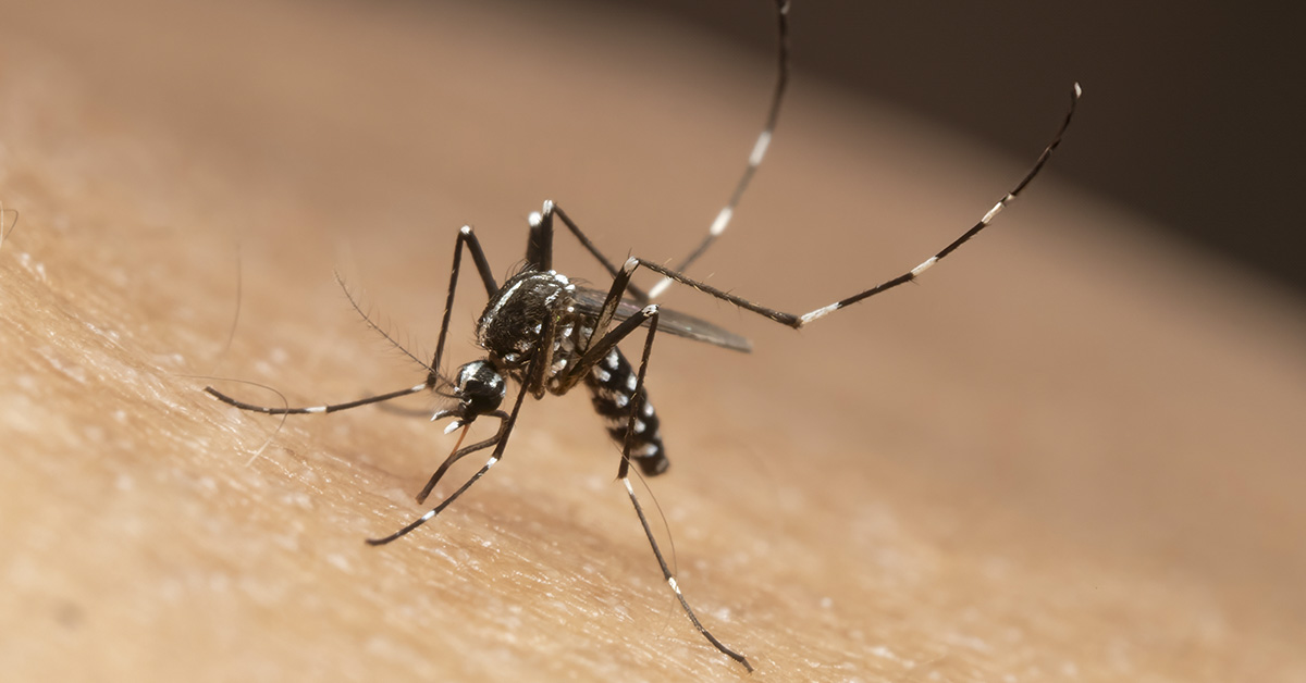 close up of mosquito biting someone's skin