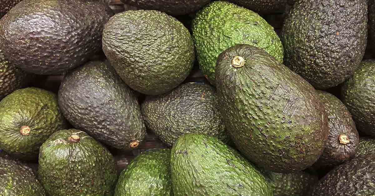various avocados filling the frame