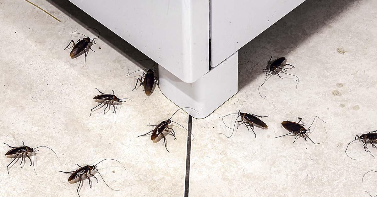 cockroaches in a home, under a and around the base of a fridge