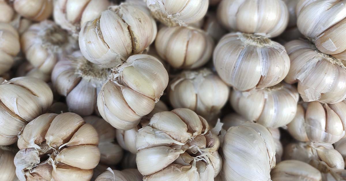 close up of various garlic bulbs fill the frame