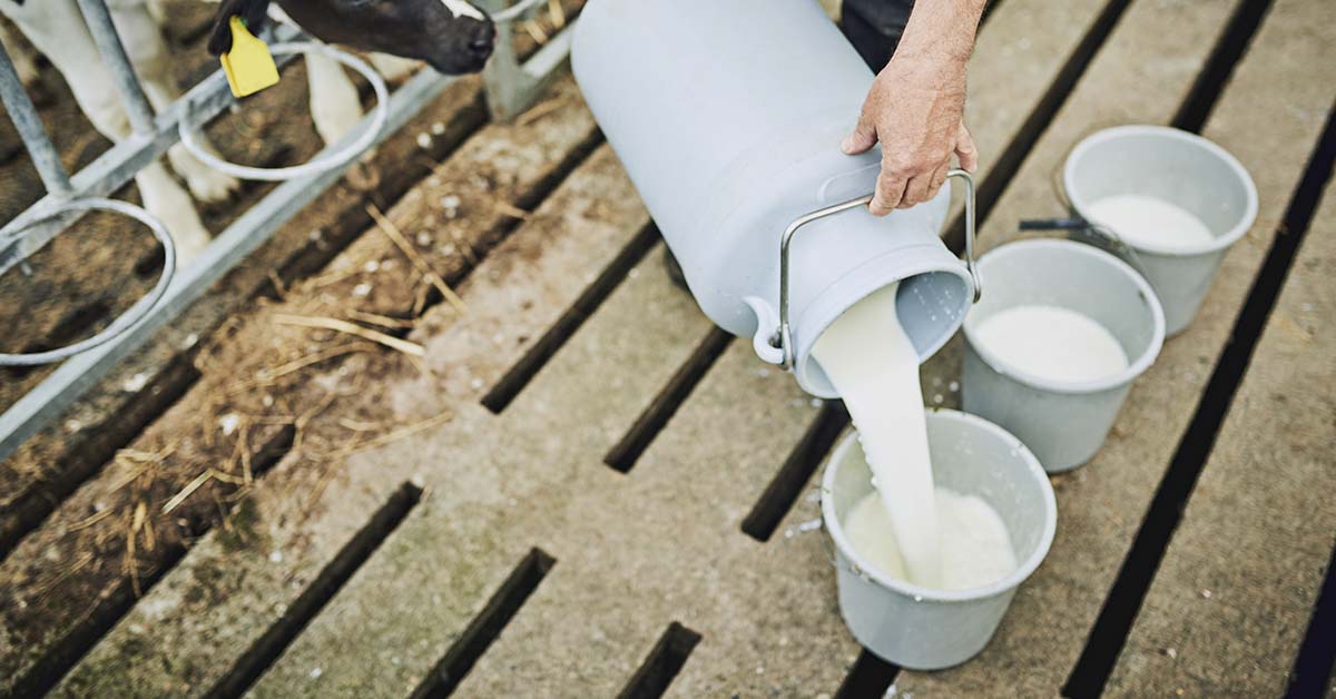 Milk bring poured from large metal jug in farm setting