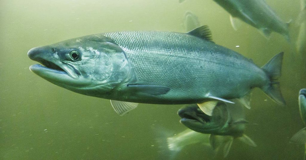 Celebrities Are Injecting Salmon Sperm Into Their Faces, and the Science Actually Checks Out - Featured image