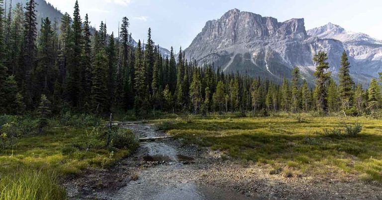 Mysterious Runes Discovered in Canadian Wilderness Puzzle Experts - Featured image