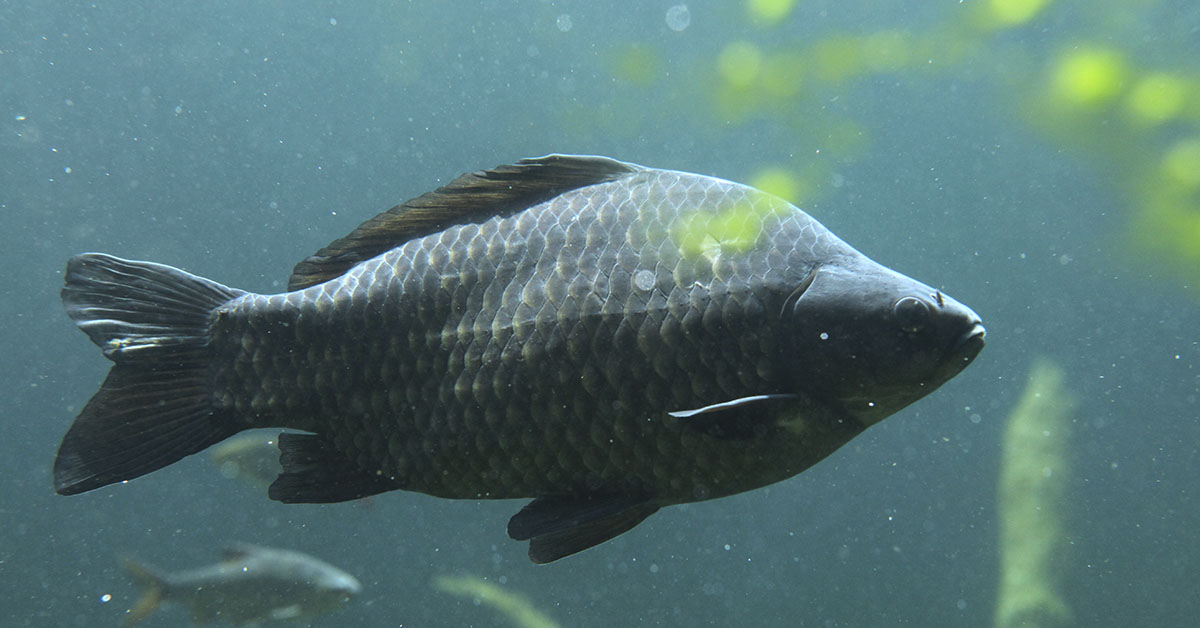 small fish swimming