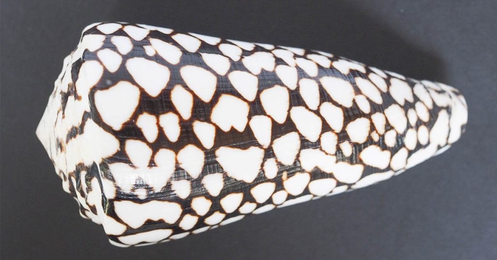 Woman’s Beautiful Beach Find Turns Out to Be a Deadly Creature - Featured image