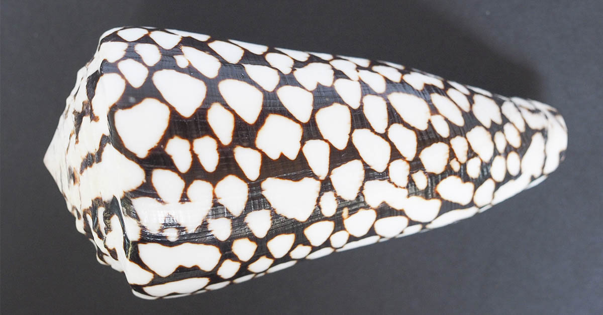 cone snail