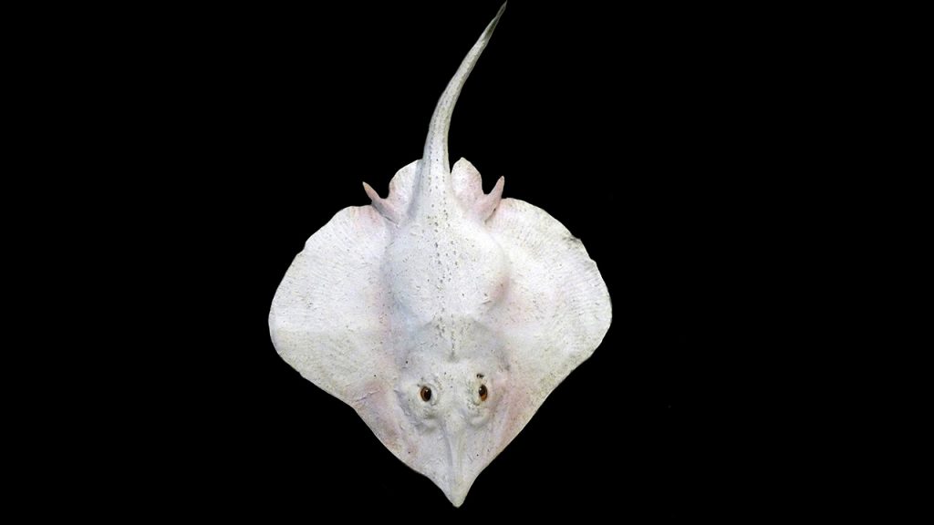 bathyraja spinosissima pacific white skate