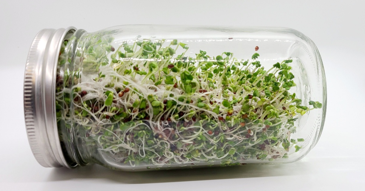 Broccoli sprouts in a jar for healthy eating