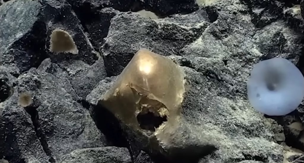 golden eggs discovery