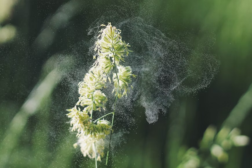 flower releasing pollen into the air which is an uncommon cause of hives