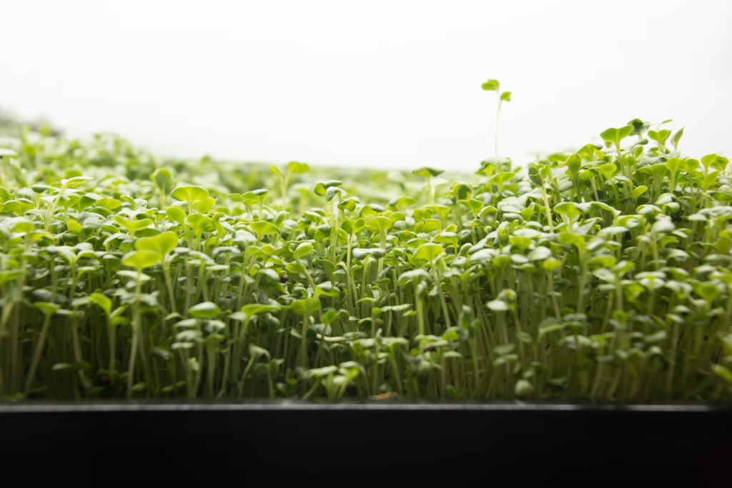 Broccoli microgreens can help fight old people smell when eaten