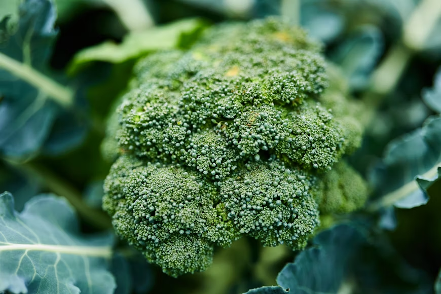Broccoli contains Sulforaphane, which helps fight old people smell