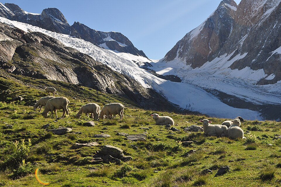 Sheep graze in mountain pastures near Blatten, Switzerland, similar to where the missing farmer was tending his animals when the glacier collapsed.