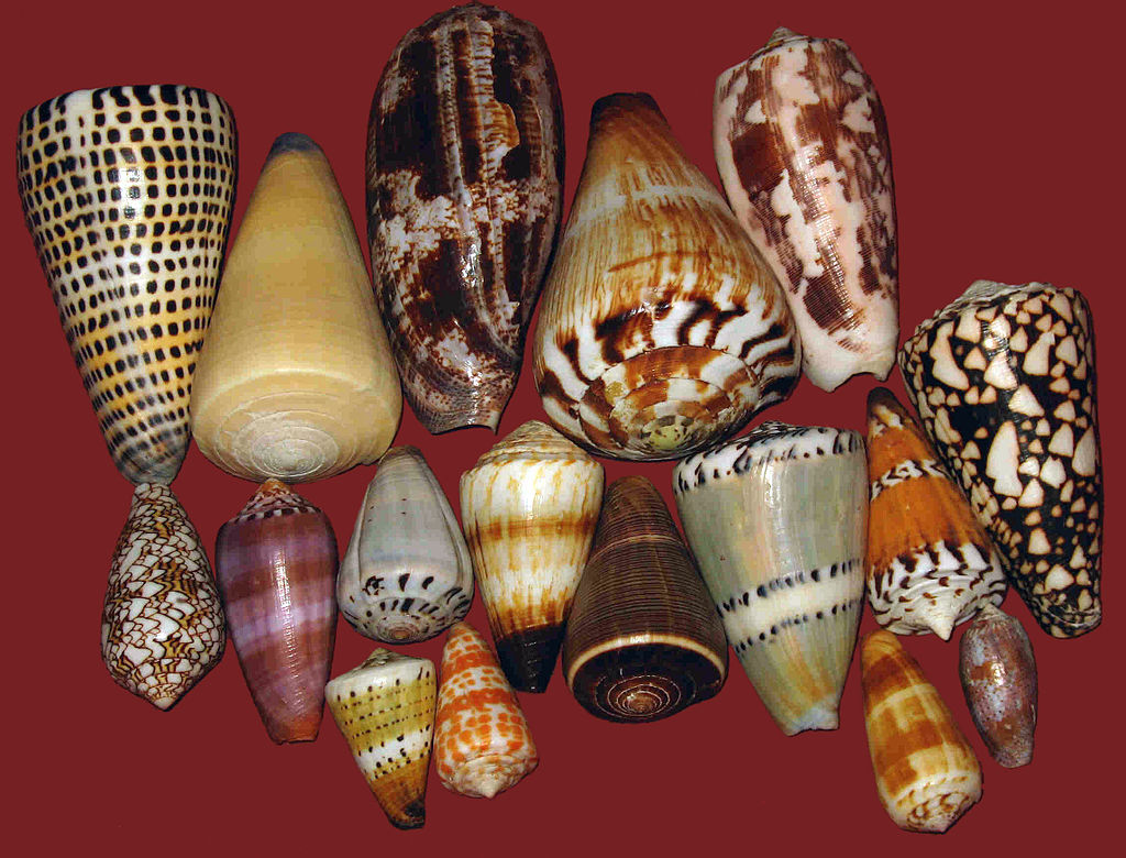 Various types of Cone Snail's found in the ocean