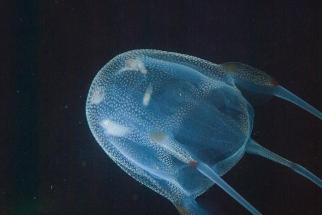 Box Jelly fish found in the ocean