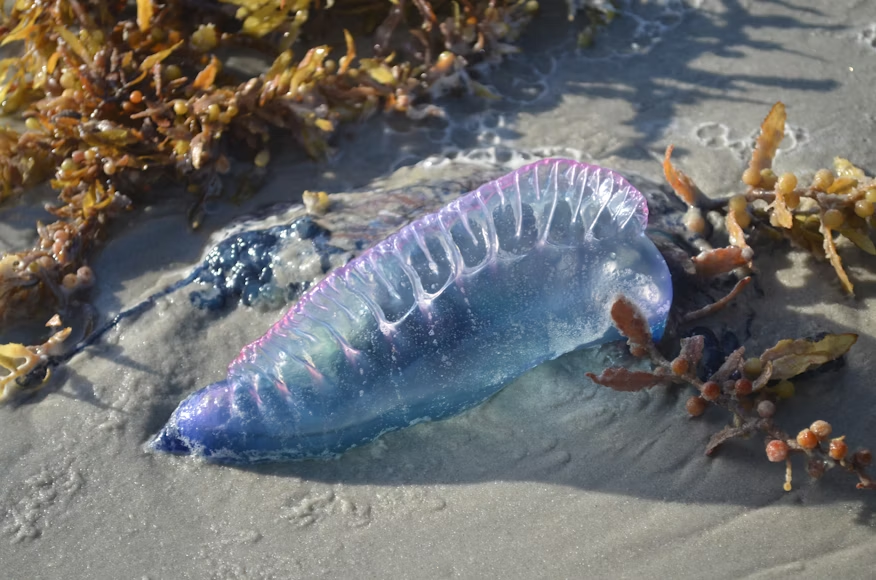 Portuguese Man o’ War washed up on the beach with seaweed