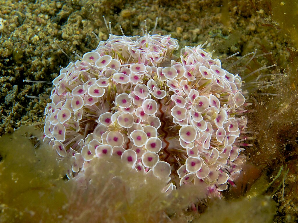 Flower Urchin is one of the world’s deadliest creatures among sea urchins
