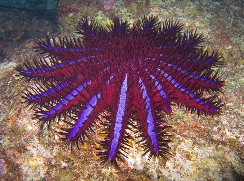 The Crown-of-Thorns Starfish is one of the deadliest marine creatures